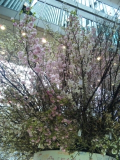 各地の桜.jpg
